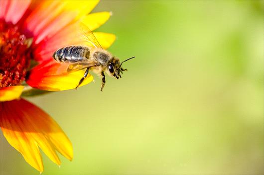 bee on flower
